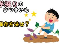 芋ほりのさつまいも