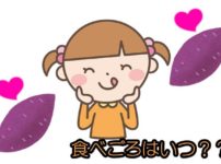 芋掘りのさつまいもの食べ頃